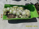 SAM_0782