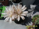 SAM_0785