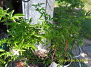 SAM_0787
