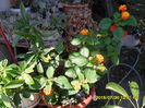 SAM_0788