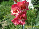 SAM_0794