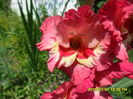 SAM_0795