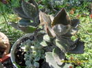 SAM_0796