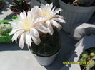 SAM_0798