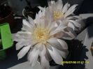 SAM_0800