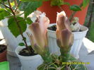 SAM_0803