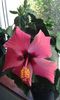 IMG-20150802-WA0011