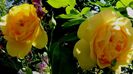 DSC03165