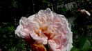 DSC03166