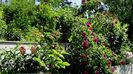 DSC03169
