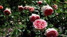 DSC03175