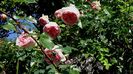 DSC03176