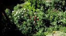 DSC03178 (2)