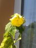 20150802_113701