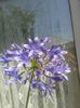 agapanthus