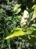 seminte la magnolia
