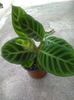 calathea zebrina
