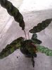 calathea insignis -lancifolia