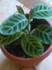 calathea zebrina