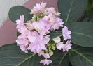 hortensia You-Me_Passion :))