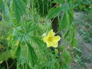 Momordica charantia L. 1753.