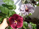 B. DRAGON ,DONNA  ZELLER
