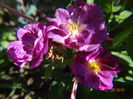 Rhapsody
