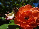 westerland