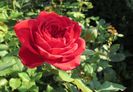 lami-des-jardins(Guillot)