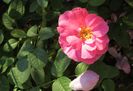 England s Rose