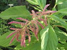 Amaranthus caudatus(motu curcanului)