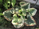 Brunnera variegated