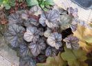 heuchera rave on