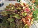 heuchera caramel