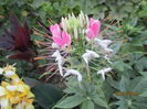 Cleome