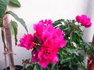 Bougainvillea