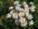 Abigail Adams
