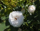 Boule de Neige