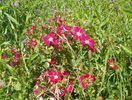 Candia Meillandecor