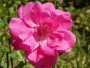 Katy Road Pink