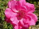 Katy Road Pink