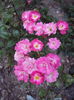 DSC04289