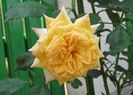 30 iulie, gartenspass_kordes