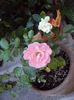 DSC04278
