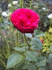 DSC03977
