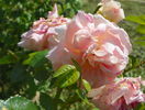 Morgengruss