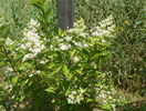 hydrangea Grandiflora