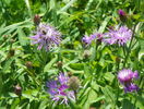 centaurea