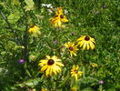 rudbeckia Goldsturm