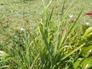 miscanthus Zebrinus